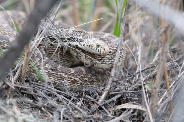 A bull snake coils up on a hillside under thick brush in Montana.