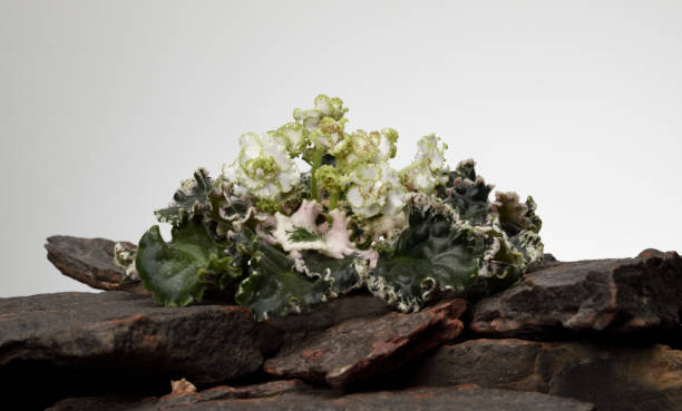 istock White Coloured Flowers - African Violet 1223715890