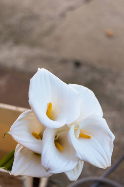 Lily flower macro close up for use as a background or plant identifier.