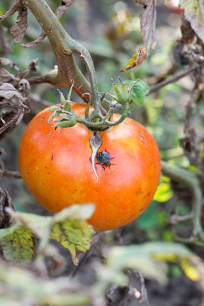 istock Stinky bug on the tomato plants in the greenhouse 1223722771