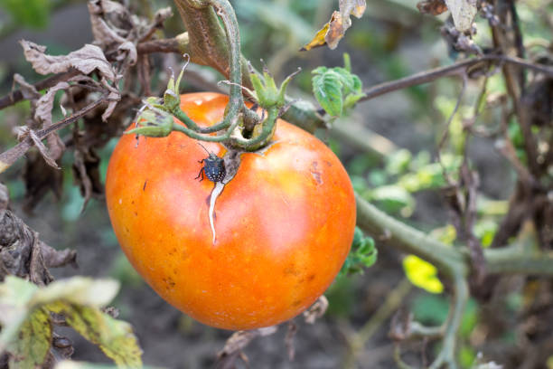 istock Stinky bug on the tomato plants in the greenhouse 1223723290