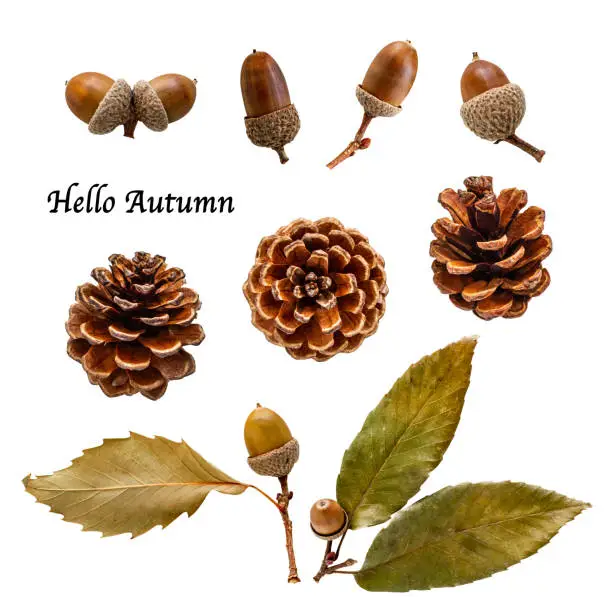 Photo of Acorn, pine cone, autumn material collection