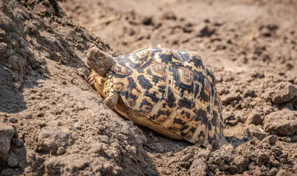 Photo of Leopard tortoise (Stigmochelys pardalis) in the Hwange National Park, Zimbabwe