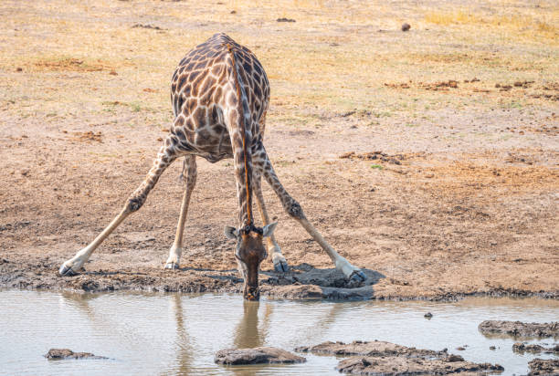 istock Drinking Giraffe at the Kruger National Park, South Africa 1223726430