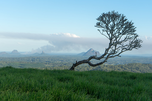 Photo of a windswept crooked tree in a field with a mountain panorama in the background