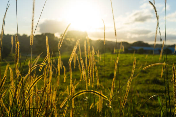 istock Photo of a rural paddock at sunset 1223729418
