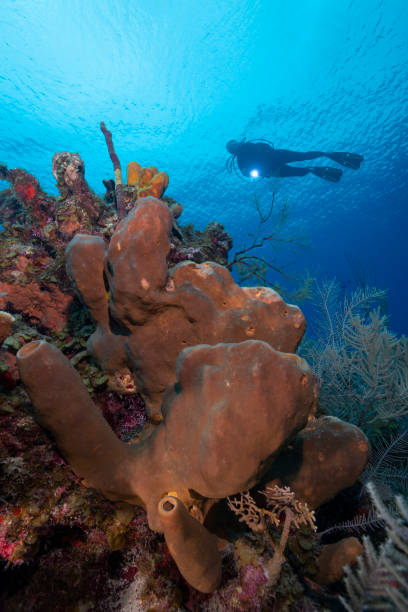 istock Caribbean marine life and diver 1223734580