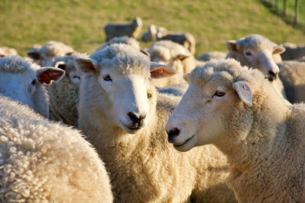 istock Close-Up of a Sheep in a Field 1223734717