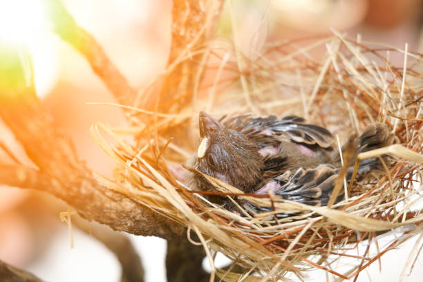 둥지에있는 작은 새 둥지는 마른 잔디와 원사로 만들어졌습니다. - dependency animal nest robin bird 뉴스 사진 이미지