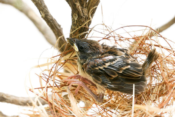 둥지에있는 작은 새 둥지는 마른 잔디와 원사로 만들어졌습니다. - dependency animal nest robin bird 뉴스 사진 이미지