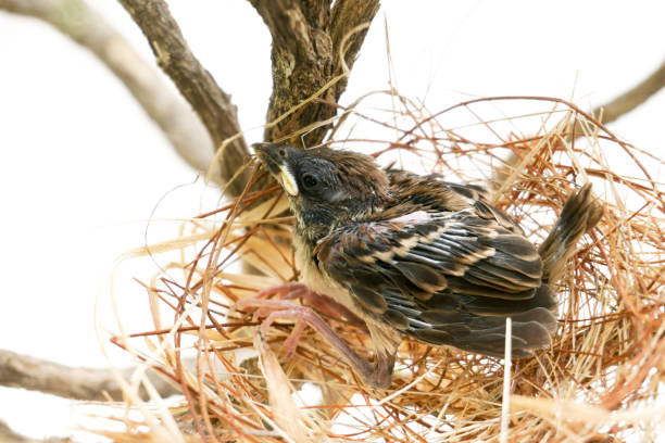маленькая птичка в гнезде гнездо сделано из сухой травы и пряжи. - dependency animal nest robin bird стоковые фото и изображения