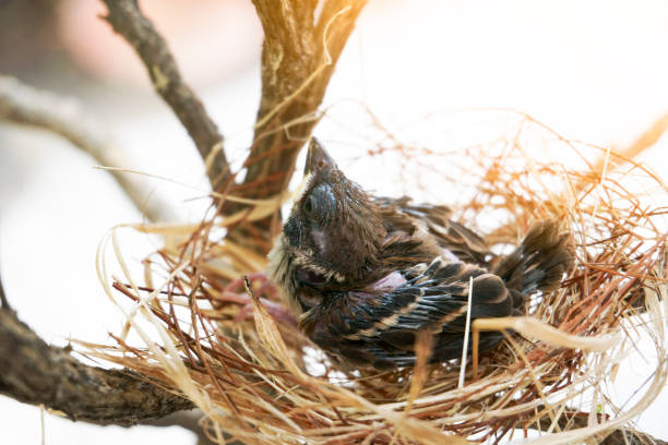 маленькая птичка в гнезде гнездо сделано из сухой травы и пряжи. - dependency animal nest robin bird стоковые фото и изображения