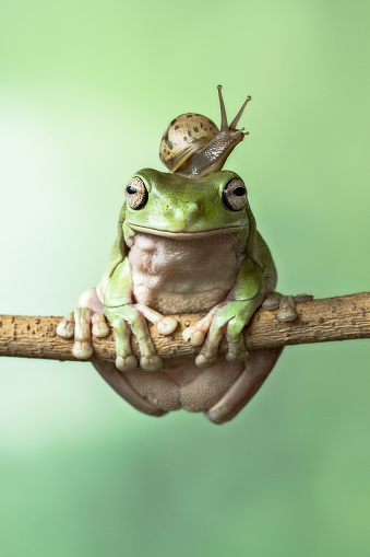 Small snail on top of dumpy Frog head