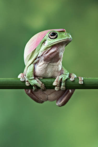 istock Lotus petal flowers on top of dumpy frog 1223736376