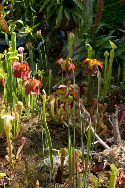 istock Flowerbed of pitfall plants with red flowers in sunshine 1223736406