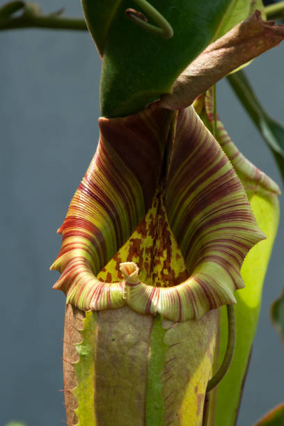 istock Hanging pitcher plant pod  with striped perstome or collar 1223736503
