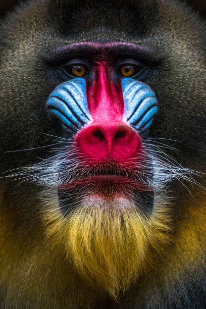 Full colors rainbow of mandrill monkey face Full colors rainbow of mandrill monkey face color image wildlife animal animal body part stock pictures, royalty-free photos & images