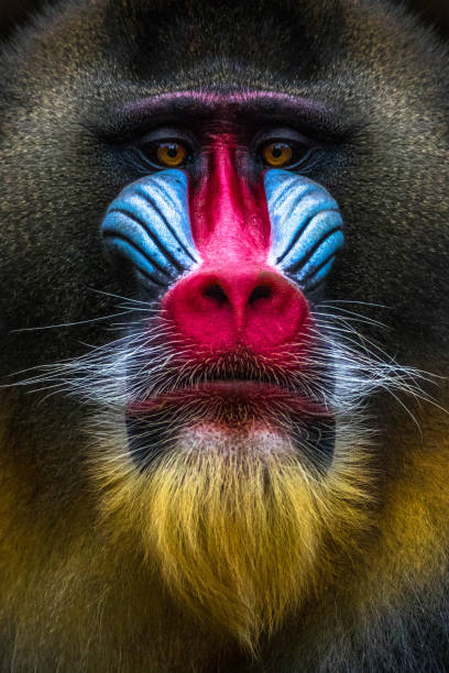 Full colors rainbow of mandrill monkey face Full colors rainbow of mandrill monkey face mandrill photos stock pictures, royalty-free photos & images