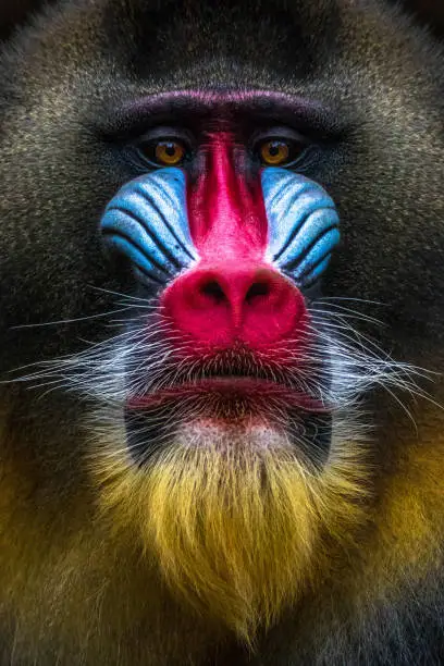 Full colors rainbow of mandrill monkey face