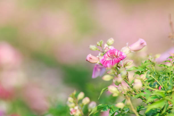 Pink flower natural color background.