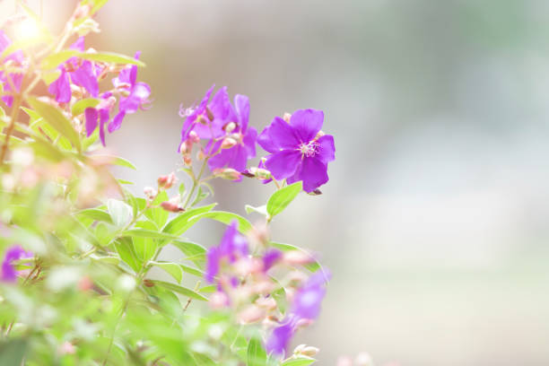 Purple flowers on a natural green background