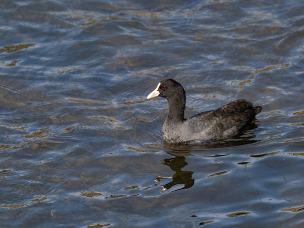 istock Eurasian coot swims in Sakai River 2 1223737398