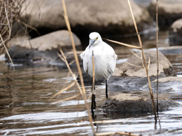istock white little egret stands in a reservoir pond 11 1223737436