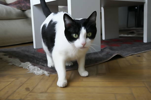 istock Black and white Cat moving at home 1223737545