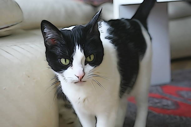 istock Black and white Cat moving at home 1223737561