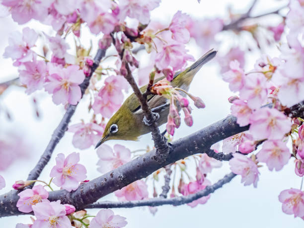 istock A Japanese white-eye, also called a warbling white-eye or mountain white-eye, Zosterops japonicus, perches among the the plum blossoms of early spring in western Yokohama, Japan. 1223738158