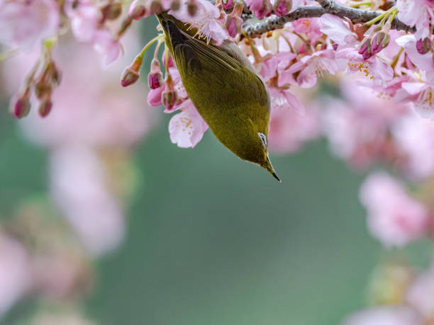 istock A Japanese white-eye, also called a warbling white-eye or mountain white-eye, Zosterops japonicus, perches among the the plum blossoms of early spring in western Yokohama, Japan. 1223738170