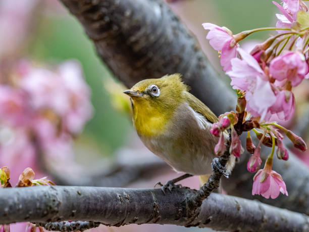 istock A Japanese white-eye, also called a warbling white-eye or mountain white-eye, Zosterops japonicus, perches among the the plum blossoms of early spring in western Yokohama, Japan. 1223738190