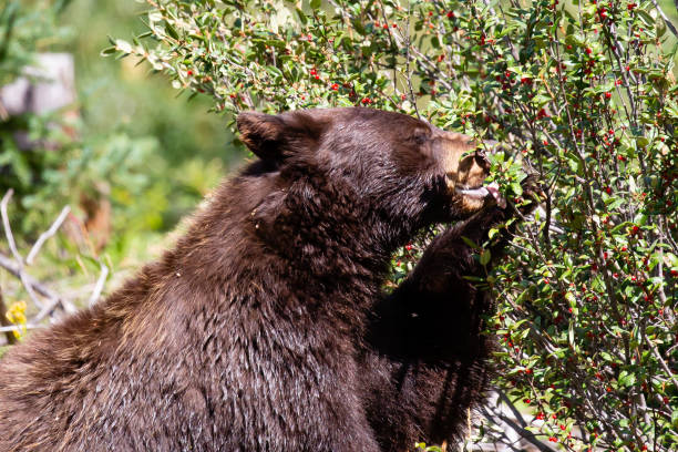 istock Black bear (Ursus americanus) eating wild berries in a Montana forest in August 1223738244