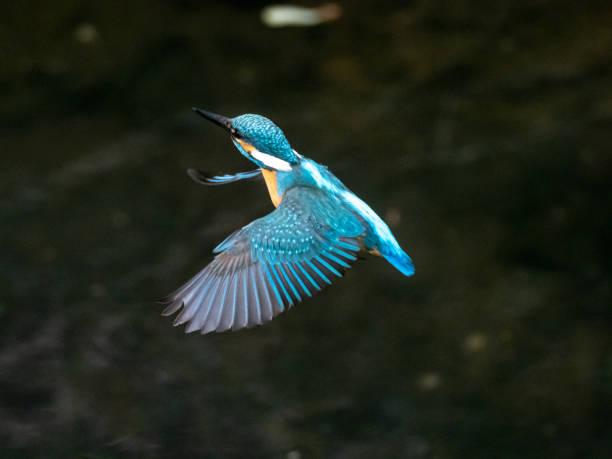 istock common kingfisher in flight over Izumi River 6 1223740958