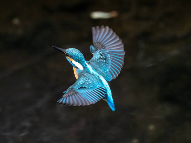 A colorful common kingfisher, Alcedo atthis bengalensis, flies over the Izumi River while fishing in western Yokohama, Japan.