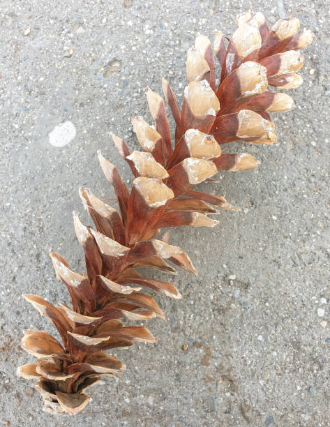 Beautiful pinus wallichiana cone, pine cone in surface of concrete slab in hilly area of Himachal pradesh, India Beautiful pinus wallichiana cone, pine cone in surface of concrete slab in hilly area of Himachal pradesh, India pinus wallichiana stock pictures, royalty-free photos & images