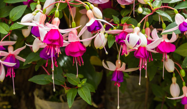 istock Fuchsia flowers in garden. 1223741646