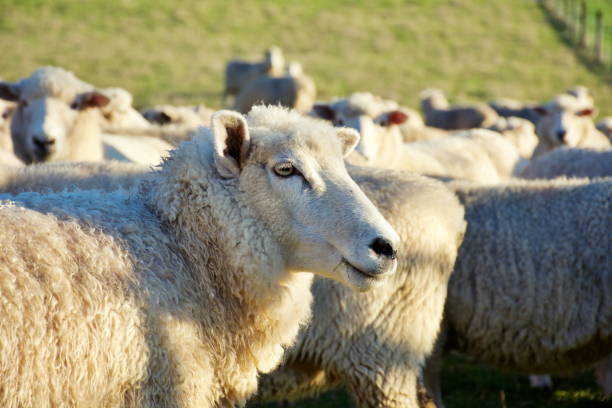 istock Close-Up of a Sheep in a Field 1223742461