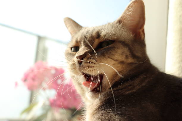 istock Cute yawning cat on the windowsill. 1223744292