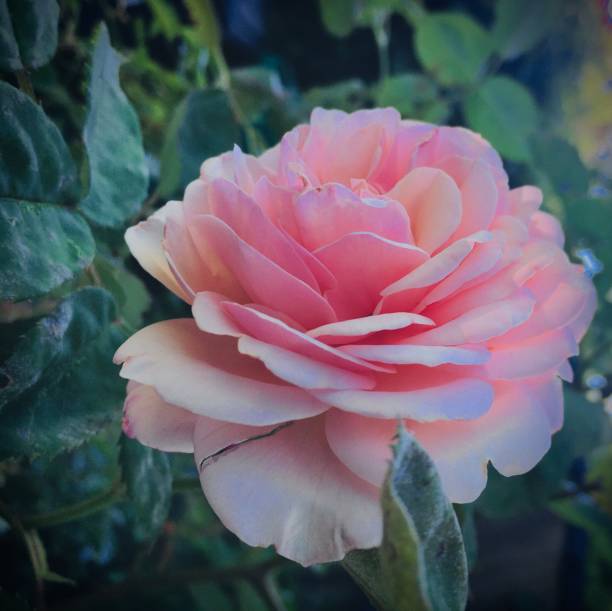 istock Pink rose green leaves 1223744296