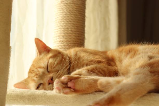 istock Cute cat sleeping in the sunshine. 1223744343