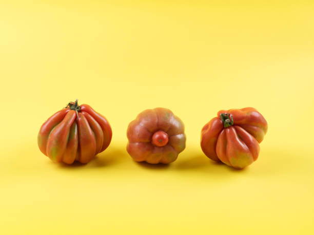 Ugly tomato vegetables on yellow background