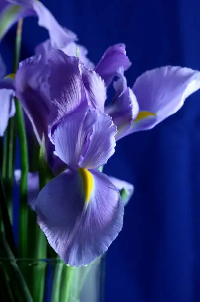 Dutch Iris in a vase.