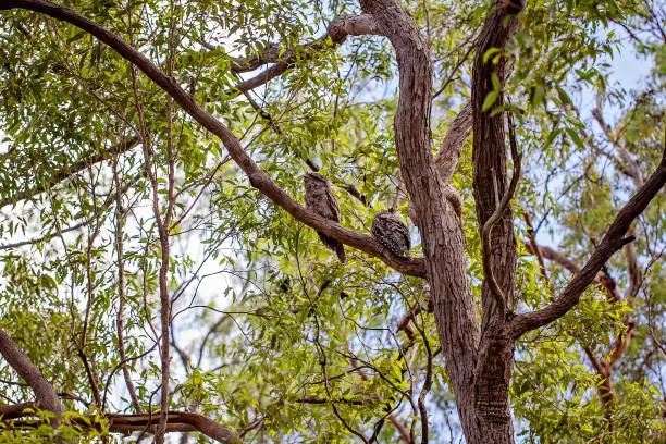 Two tawny frogmouth owls camouflaged amongst the tree branches in a forest