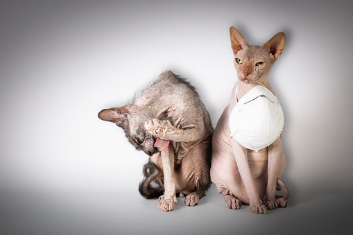 Sphynx wearing a mask, Lykoi washing his paws