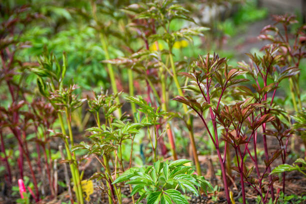 istock Young peony plant in the garden 1223747867