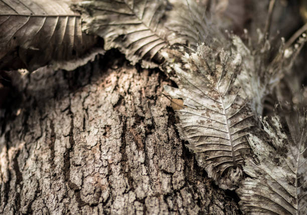 istock close up of a tree with parasite attached. Embossed texture of the brown bark.Tree bark texture. Seamless bark tree texture. texture of bark wood use as natural background 1223748066