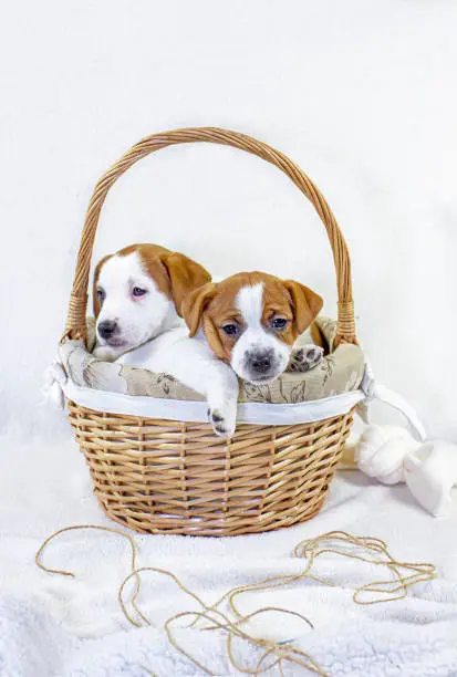 Photo of two puppies jack russell terrier climbed in an easter basket sticking out their muzzles with a bow on a white background.