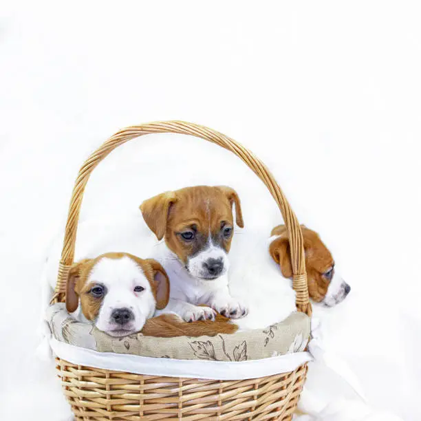 Photo of three puppies bitches jack russell terrier are sitting in an easter basket on a white background. Greeting card. Square