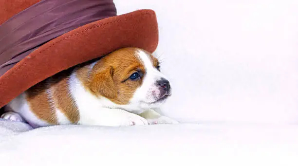 Photo of little puppy bitch jack russell terrier on a white background hid under a felt hat. Four weeks from birth